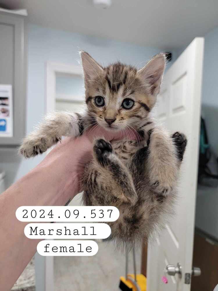 Enlarge 2024.09.537, a Adopted Domestic Short Hair in Lewisburg, TN image 1/1