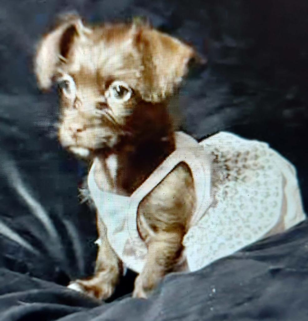 Enlarge COCO, a Adoptable mixed breed in Spring, TX image 2/6