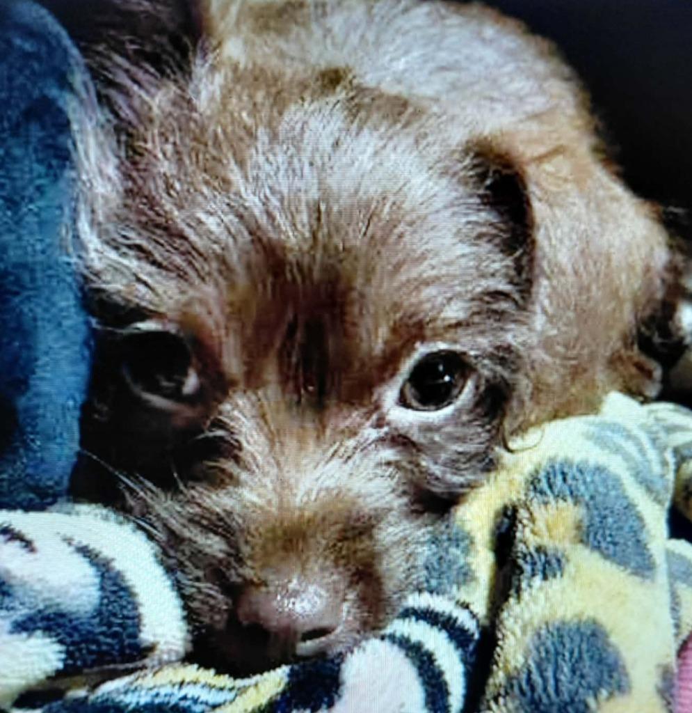 Enlarge COCO, a Adoptable mixed breed in Spring, TX image 3/6