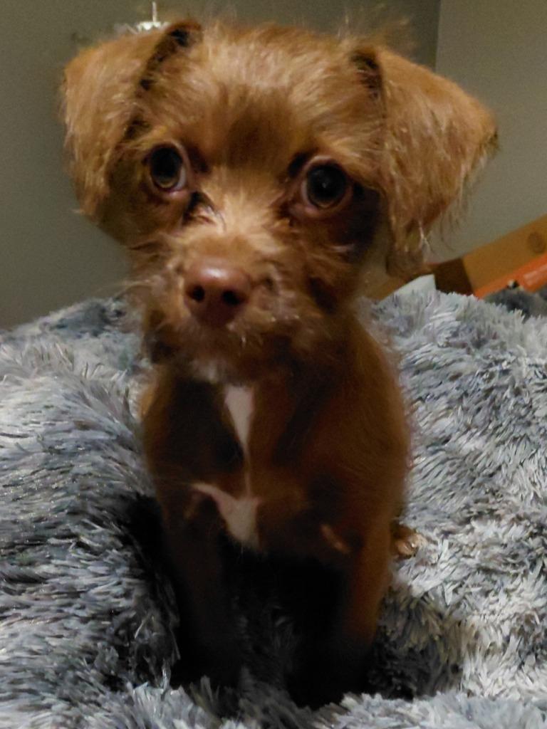 Enlarge COCO, a Adoptable mixed breed in Spring, TX image 4/6