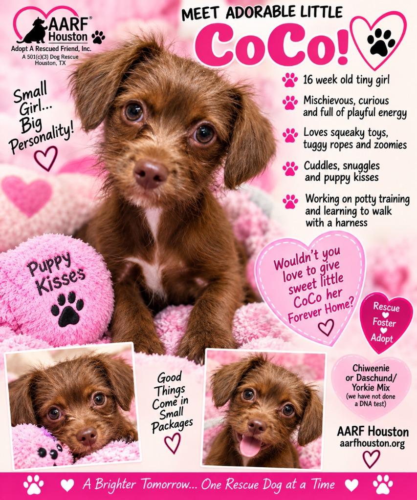 Enlarge COCO, a Adoptable mixed breed in Spring, TX image 6/6