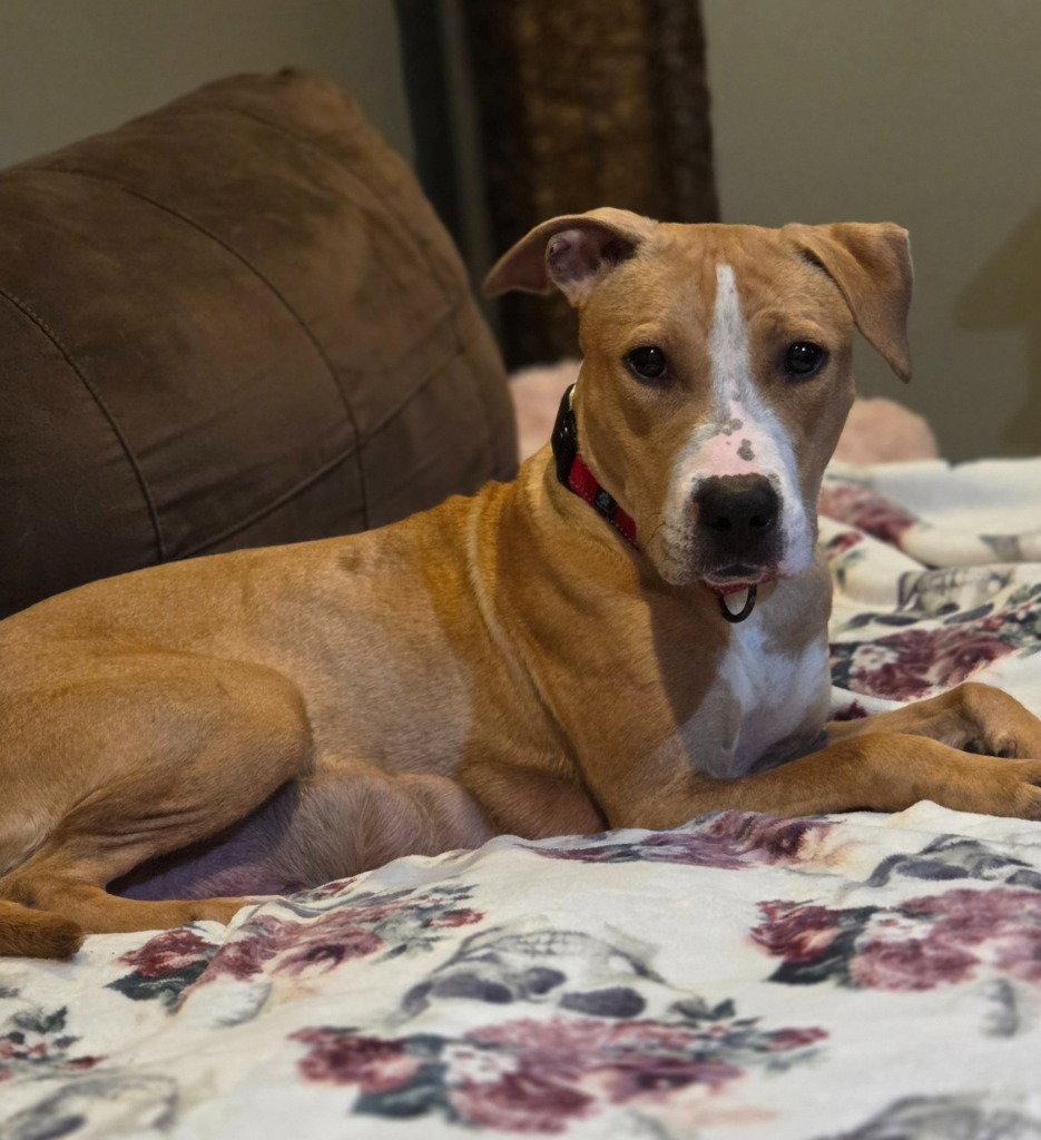 Judy, Adoptable, Adult Female American Staffordshire Terrier & Boxer.