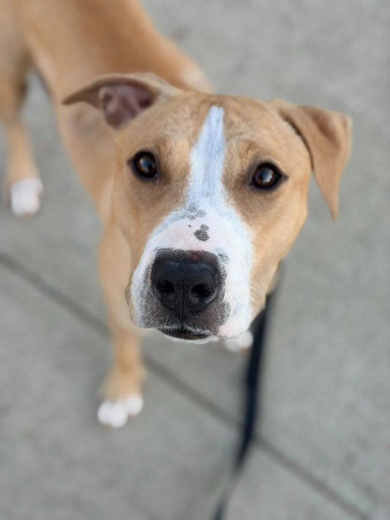 Enlarge Judy, a Adoptable mixed breed in Sayreville, NJ image 3/3