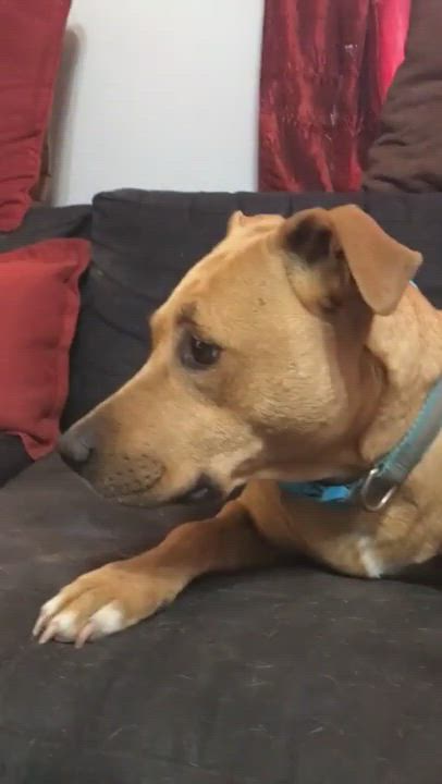 Enlarge Snuggle, a Adopted mixed breed in Sapulpa, OK video 1/2