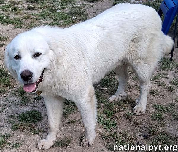Hanzo in LA - Sweetheart With A Gentle Soul!