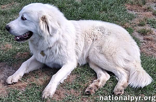 Hanzo in LA - Sweetheart With A Gentle Soul!