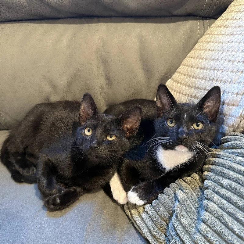 Enlarge Angel & Artie - CCC, a Adoptable mixed breed in San Luis Obispo, CA image 1/1