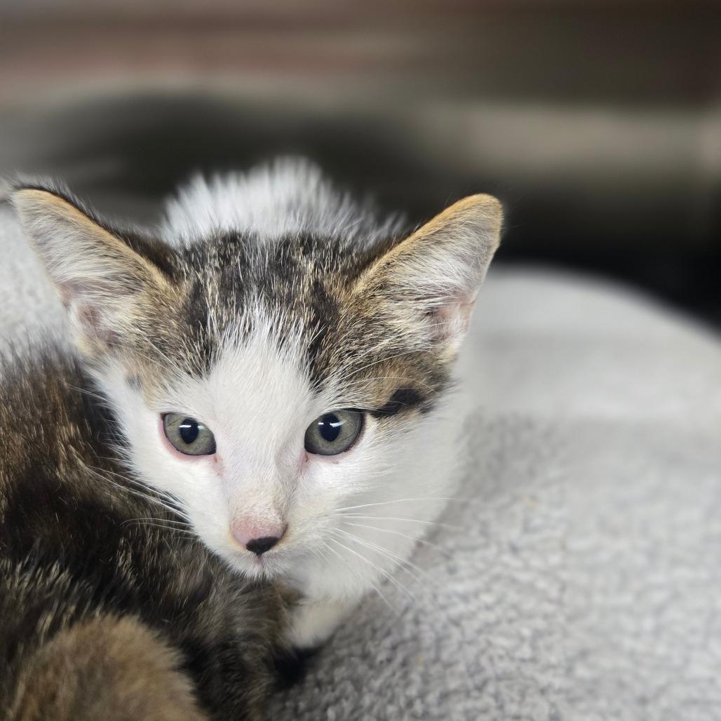 Enlarge Echo, a Adoptable Domestic Short Hair in Pauls Valley, OK image 1/3