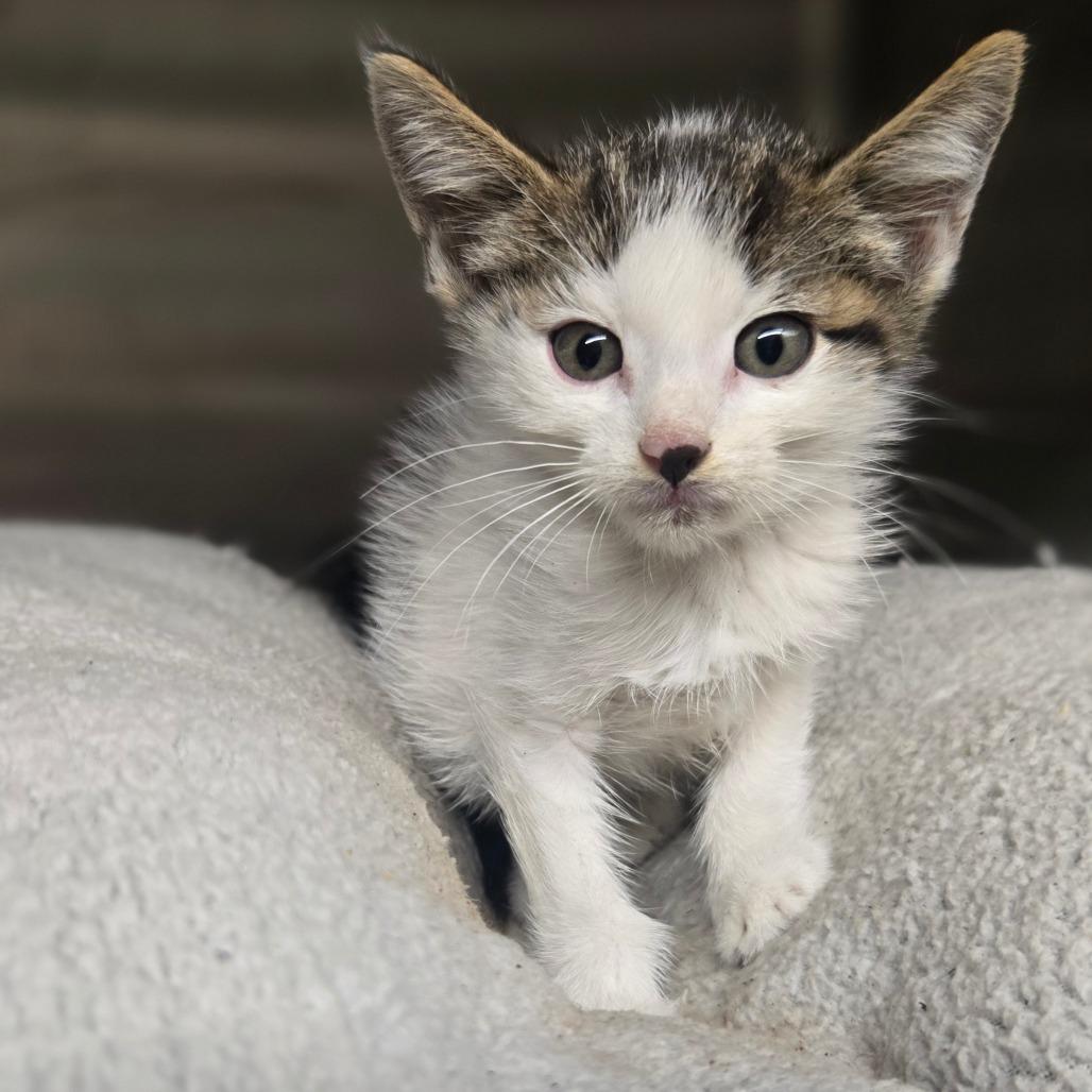 Enlarge Echo, a Adoptable Domestic Short Hair in Pauls Valley, OK image 2/3