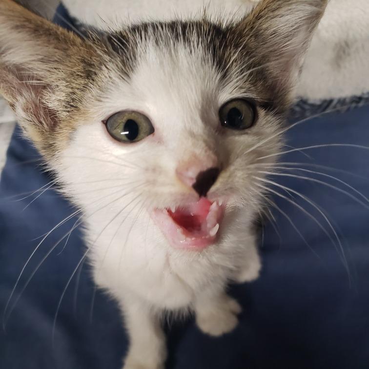 Enlarge Echo, a Adoptable Domestic Short Hair in Pauls Valley, OK image 3/3