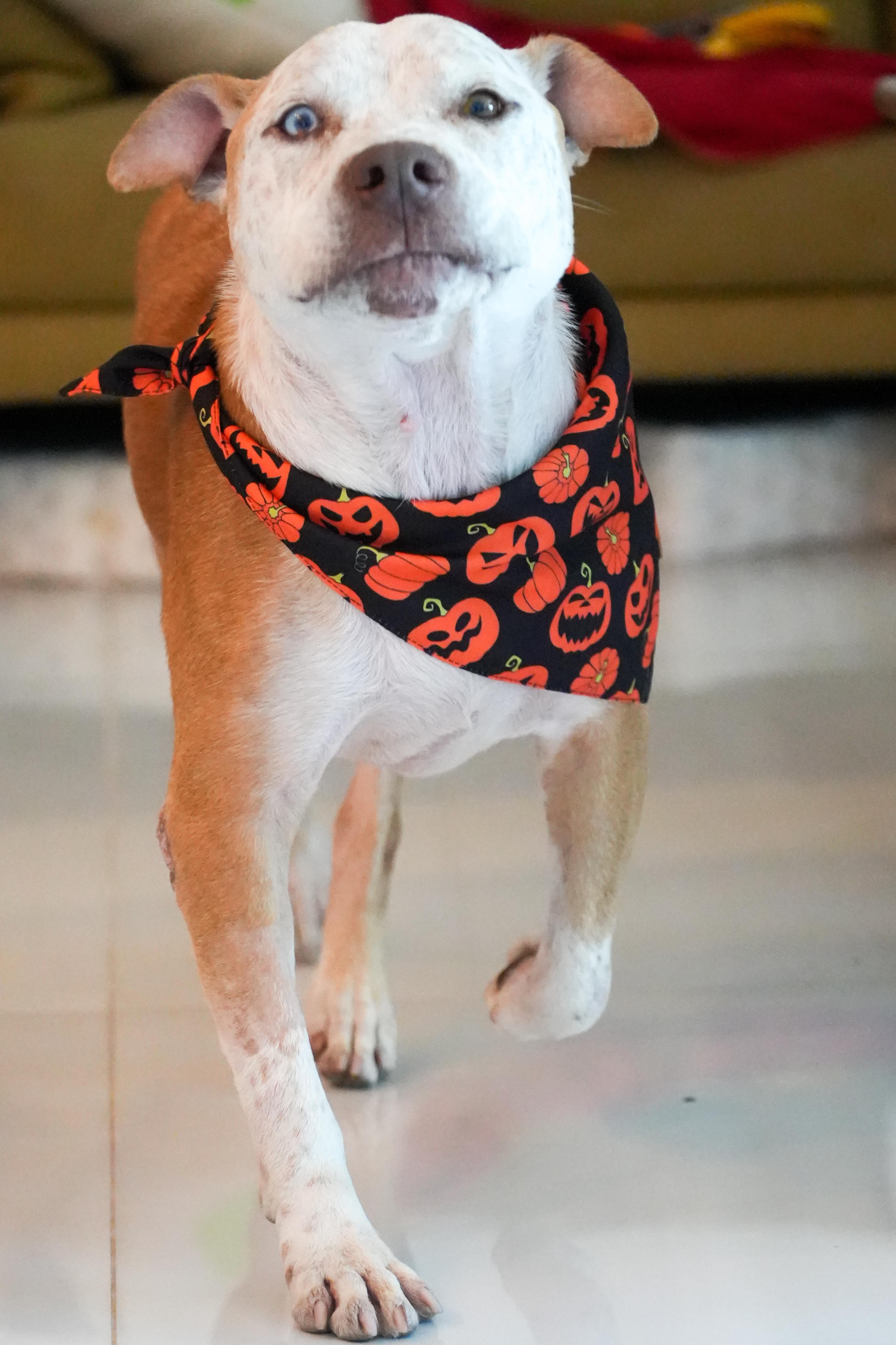 Bucky Bear thumbnail 6