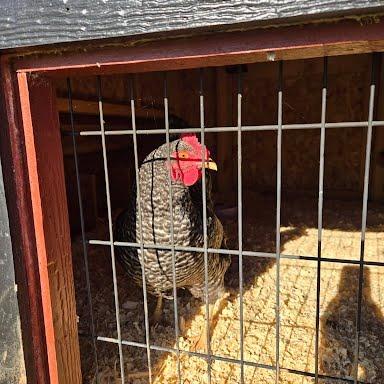 Enlarge SVAS-Stray-39612, a Adoptable Chicken in Verona, VA image 2/2