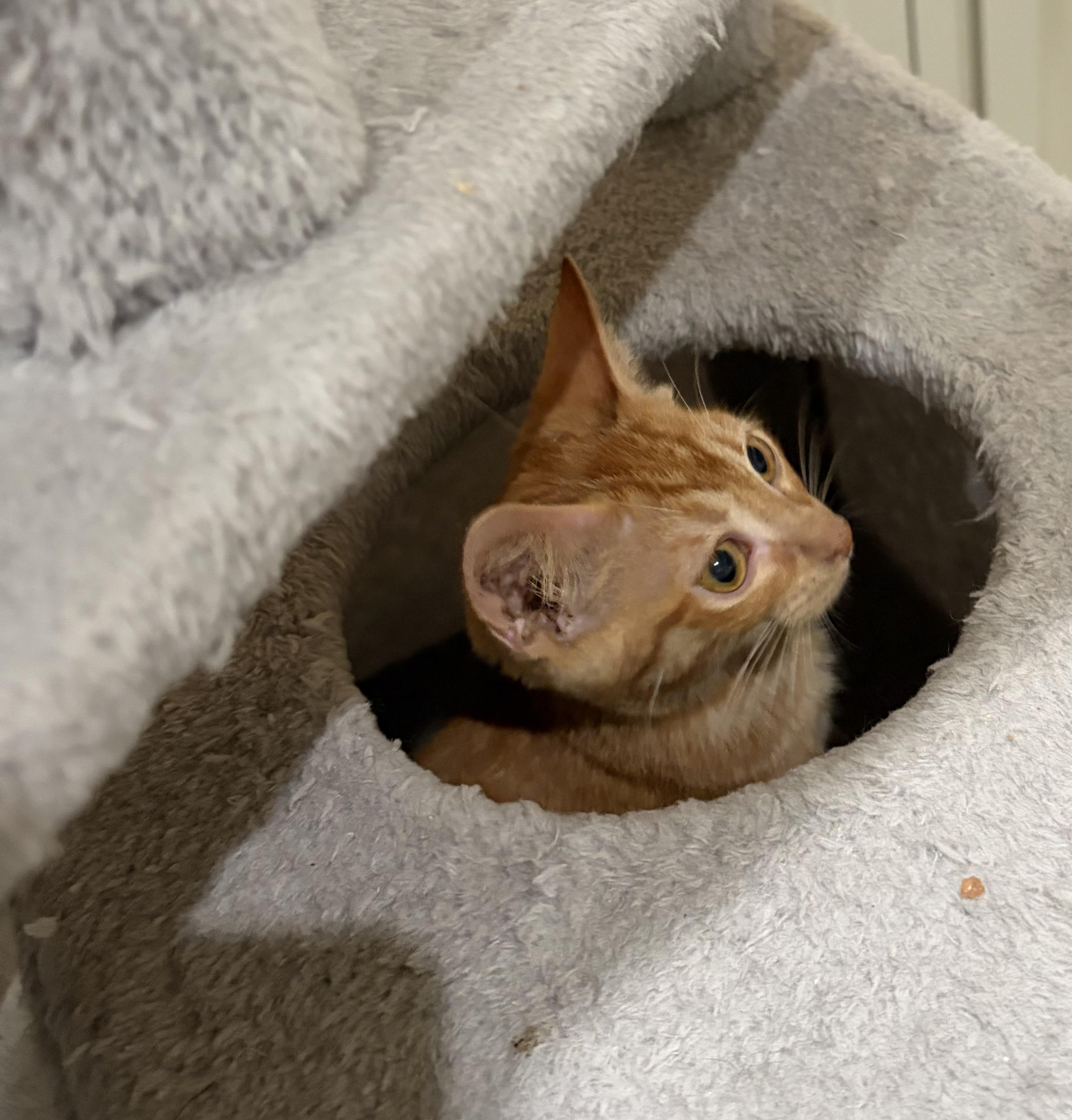 Enlarge George Clooney, a Adoptable mixed breed in Boston, MA image 5/5