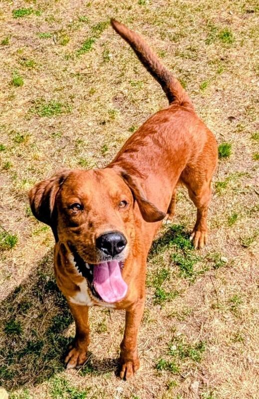 Enlarge Hermes, a Adoptable Labrador Retriever in Colonial Heights, VA image 1/1