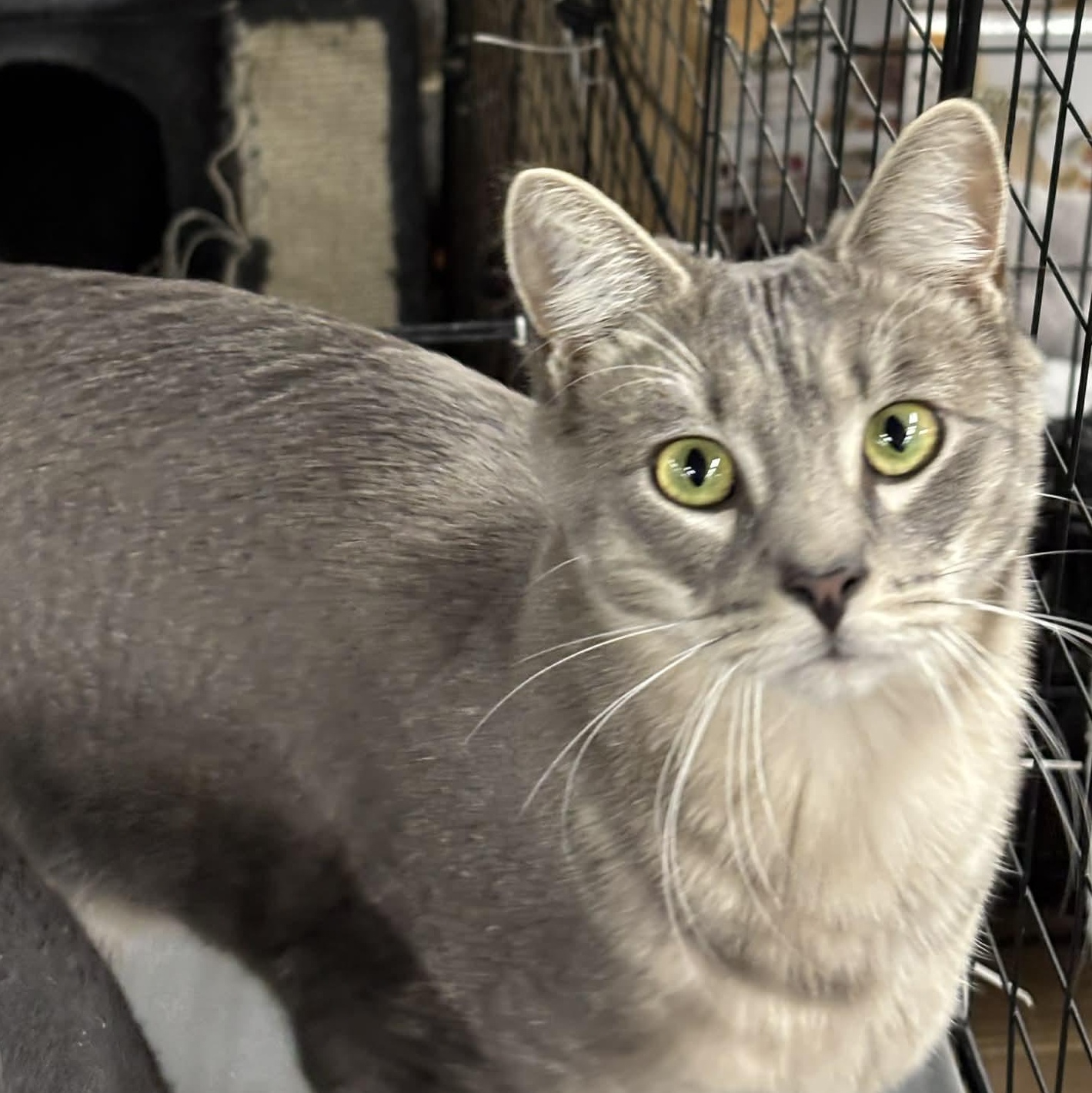 Enlarge Madeline & Stuart Little (bonded pair), a ADOPTABLE Domestic Short Hair in Fair Haven, VT image 3/6