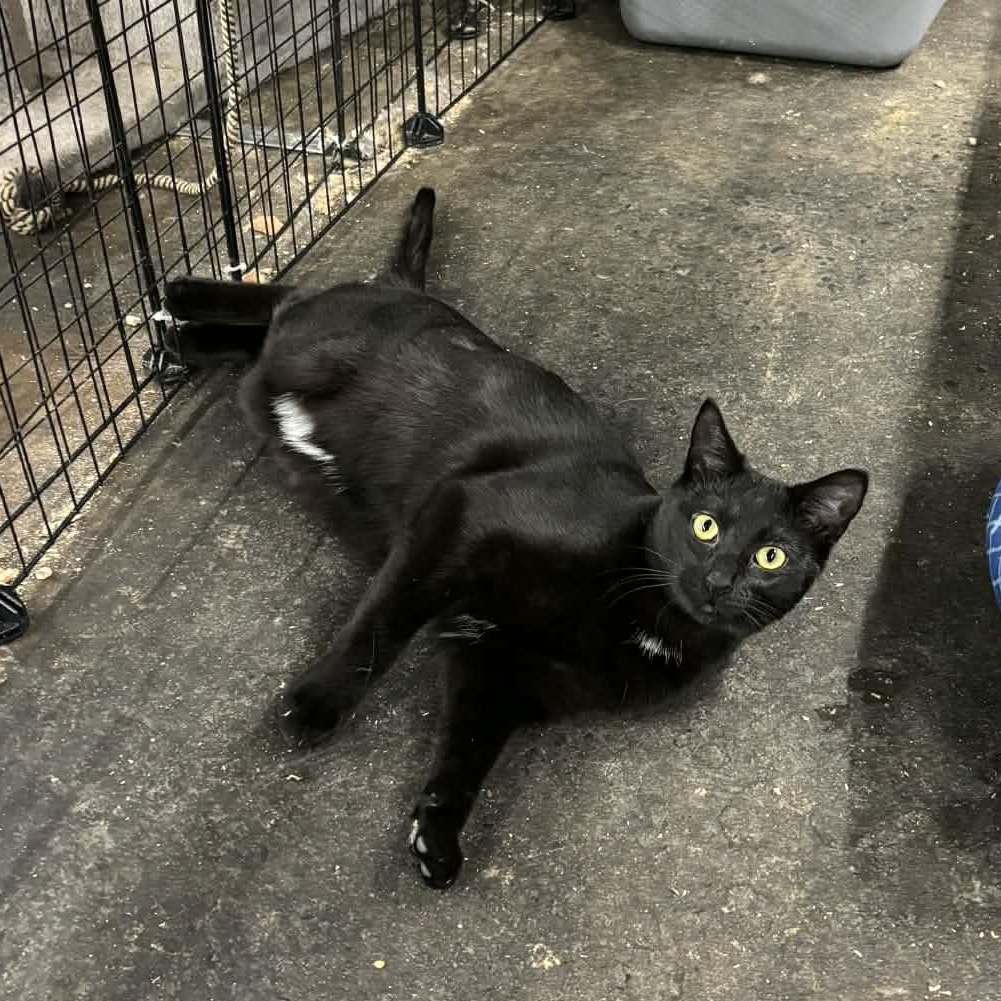 Enlarge Madeline & Stuart Little (bonded pair), a ADOPTABLE Domestic Short Hair in Fair Haven, VT image 2/6