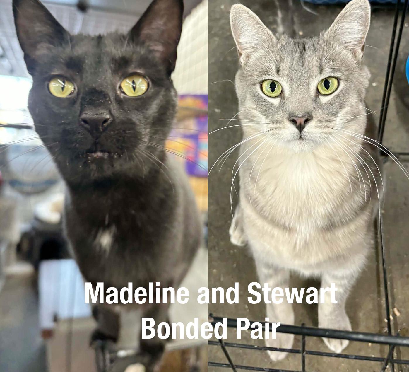 Enlarge Madeline & Stuart Little (bonded pair), a ADOPTABLE Domestic Short Hair in Fair Haven, VT image 1/6