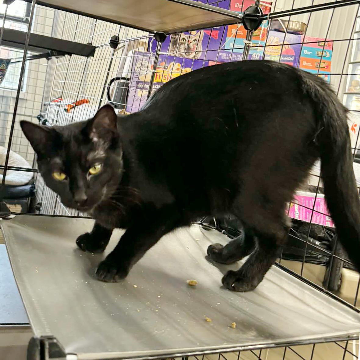 Enlarge Madeline & Stuart Little (bonded pair), a ADOPTABLE Domestic Short Hair in Fair Haven, VT image 6/6