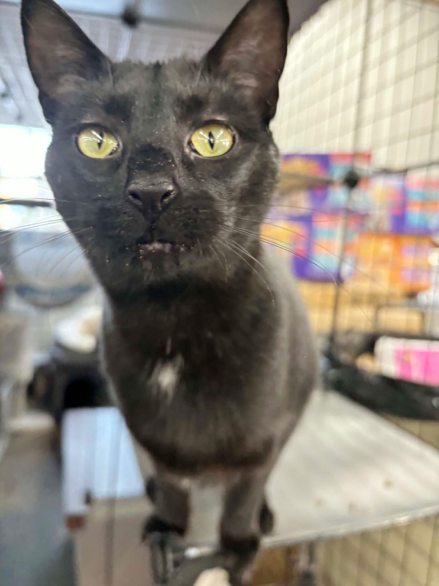 Enlarge Madeline & Stuart Little (bonded pair), a ADOPTABLE Domestic Short Hair in Fair Haven, VT image 5/6