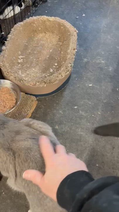 Enlarge Madeline & Stuart Little (bonded pair), a ADOPTABLE Domestic Short Hair in Fair Haven, VT video 4/6