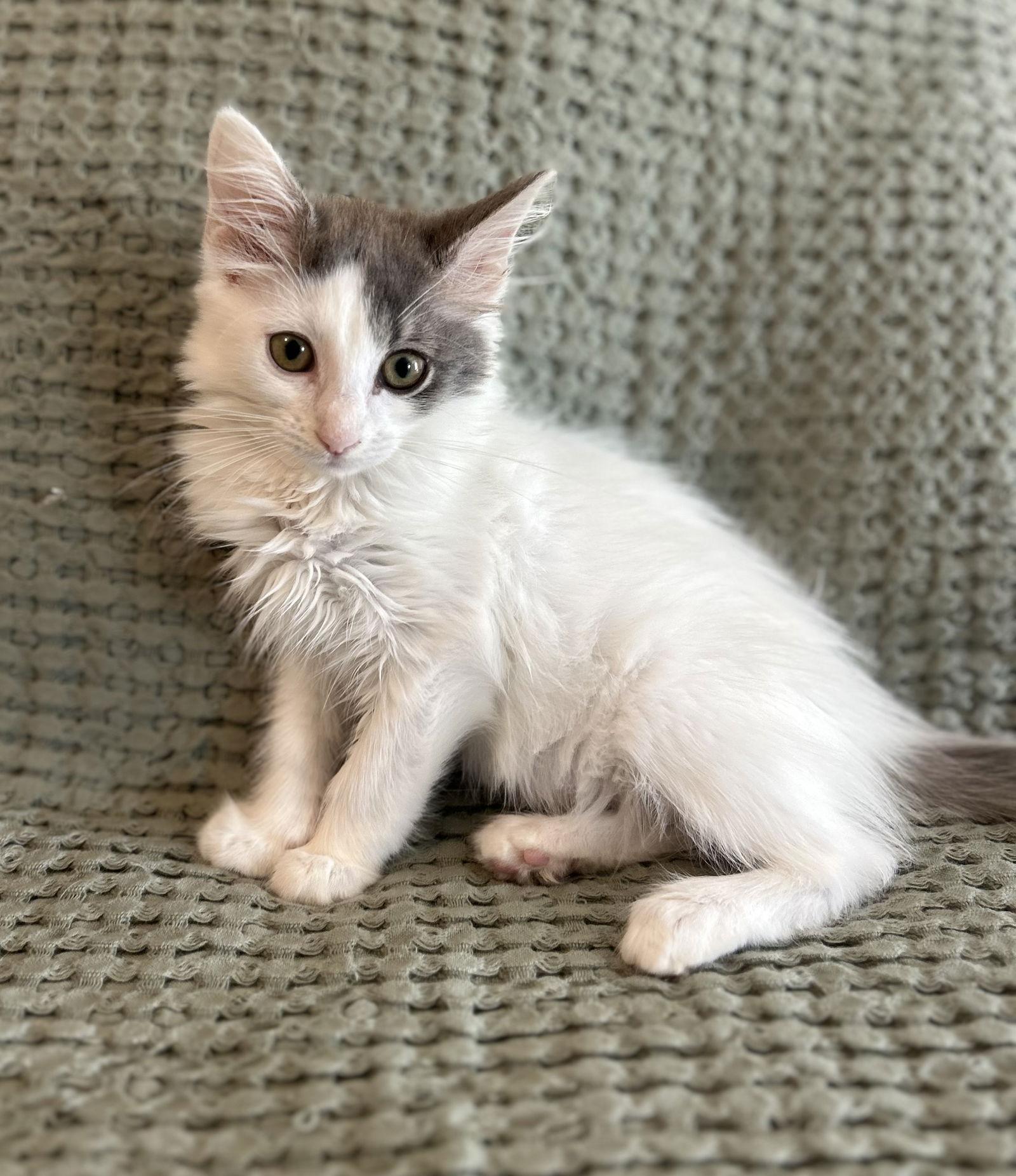 Enlarge Austin, a Adopted Norwegian Forest Cat in Dickinson, TX image 2/3