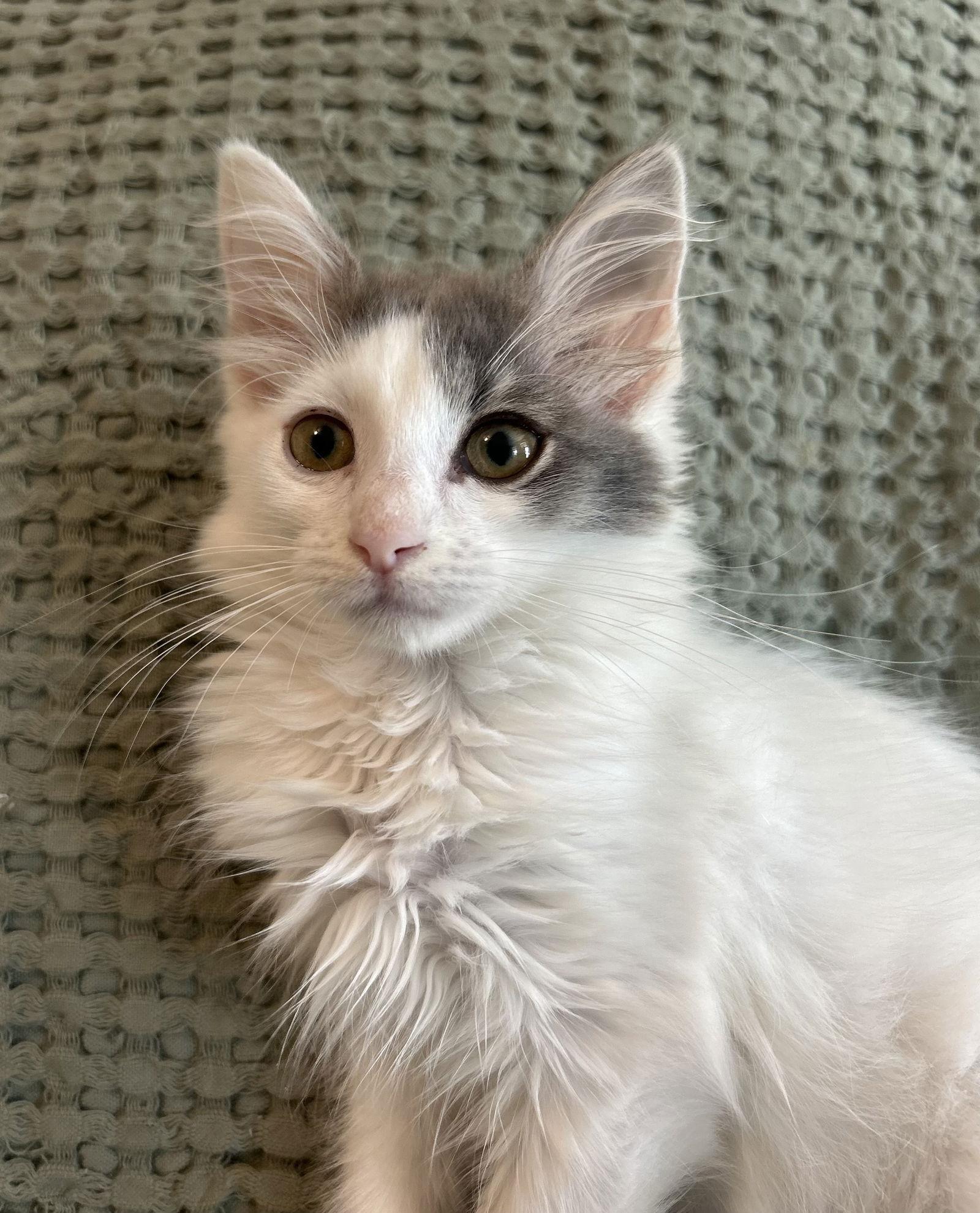 Enlarge Austin, a Adopted Norwegian Forest Cat in Dickinson, TX image 3/3