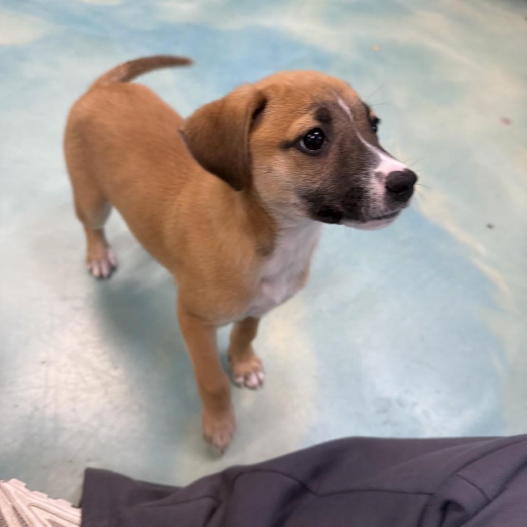 Enlarge Candy, an adoptable mixed breed in Danbury, CT image 4/4