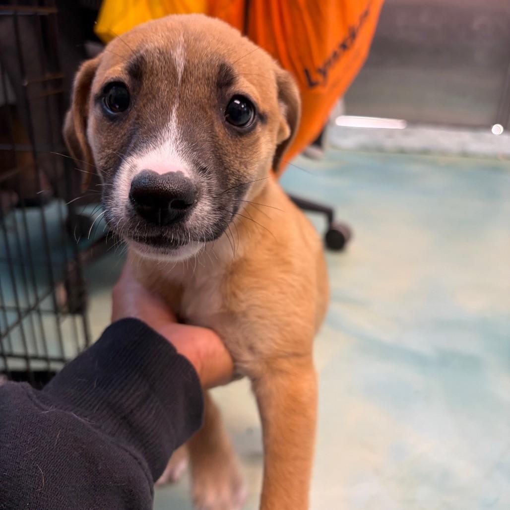 Candy, adoptable, Puppy Female Terrier.