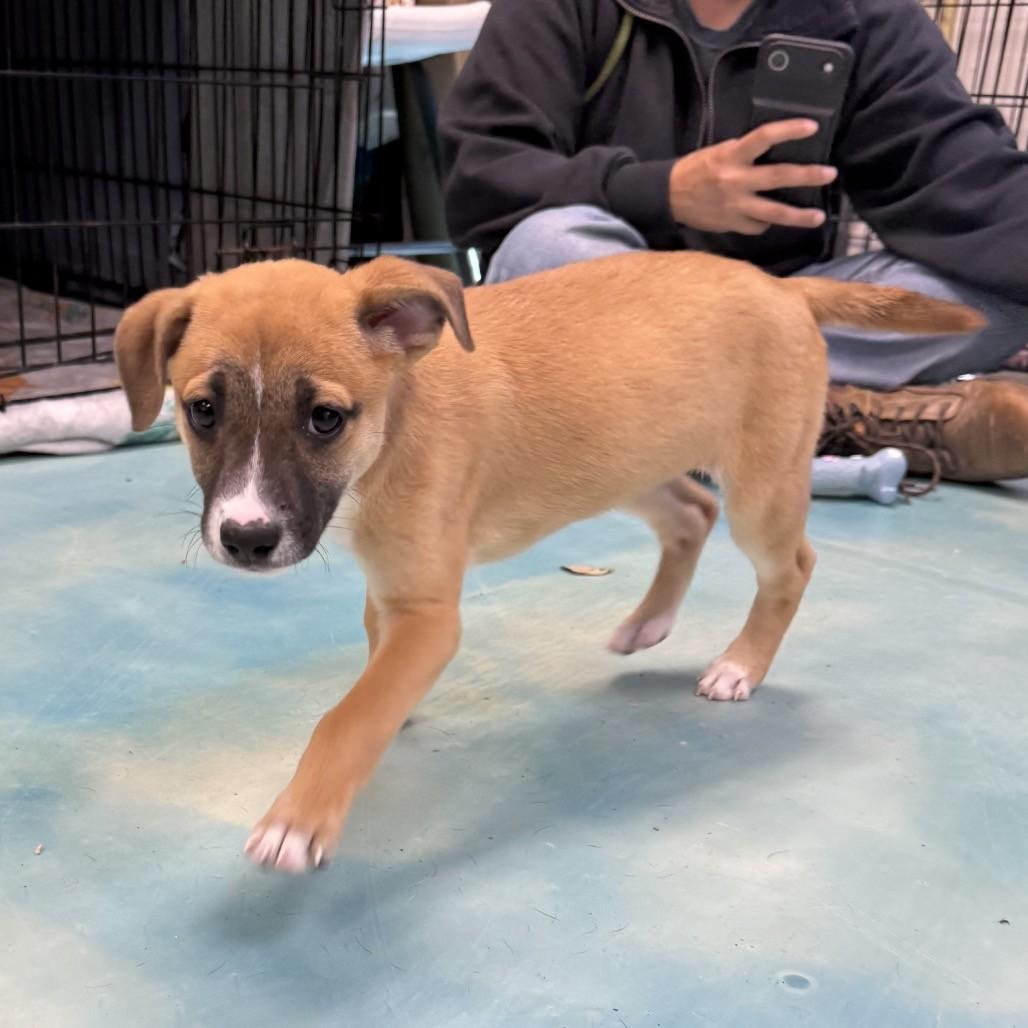 Enlarge Candy, an adoptable mixed breed in Danbury, CT image 2/4