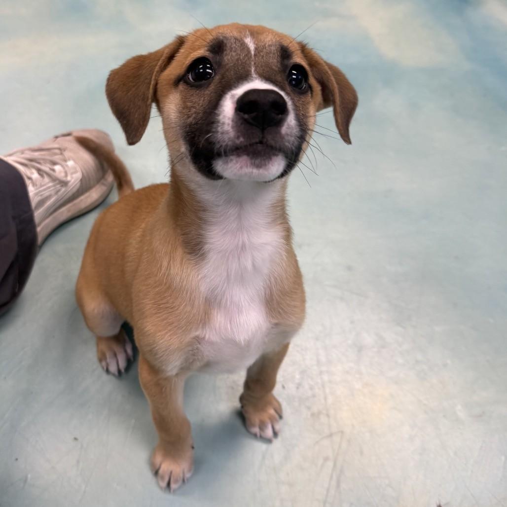 Enlarge Candy, an adoptable mixed breed in Danbury, CT image 3/4