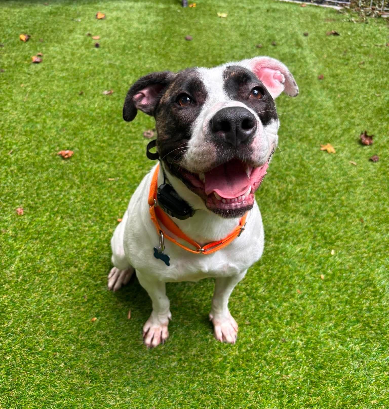 Enlarge Chapman, a Adoptable American Bulldog in Roswell, GA image 4/6