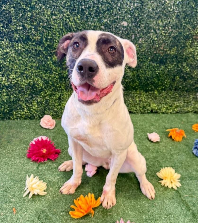 Enlarge Chapman, a Adoptable American Bulldog in Roswell, GA image 2/3