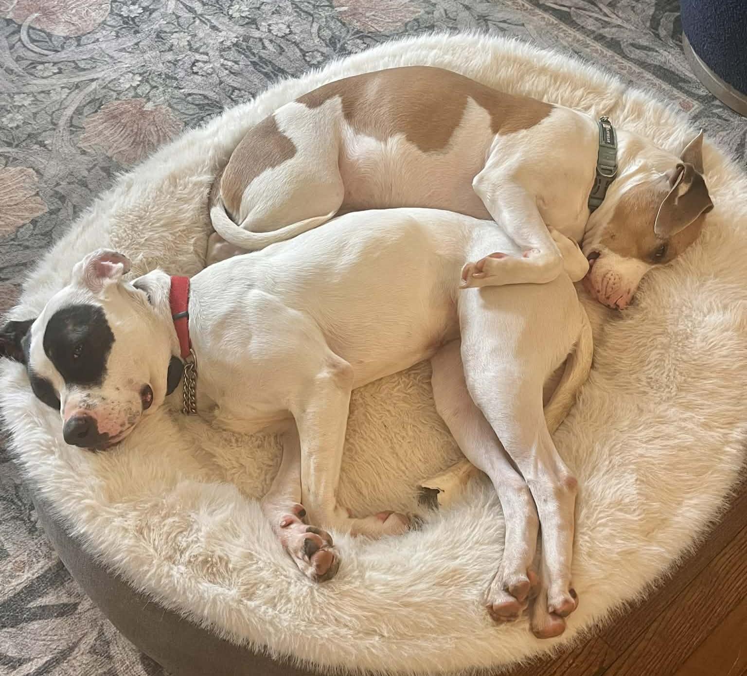 Enlarge Chapman, a Adoptable American Bulldog in Roswell, GA image 3/3