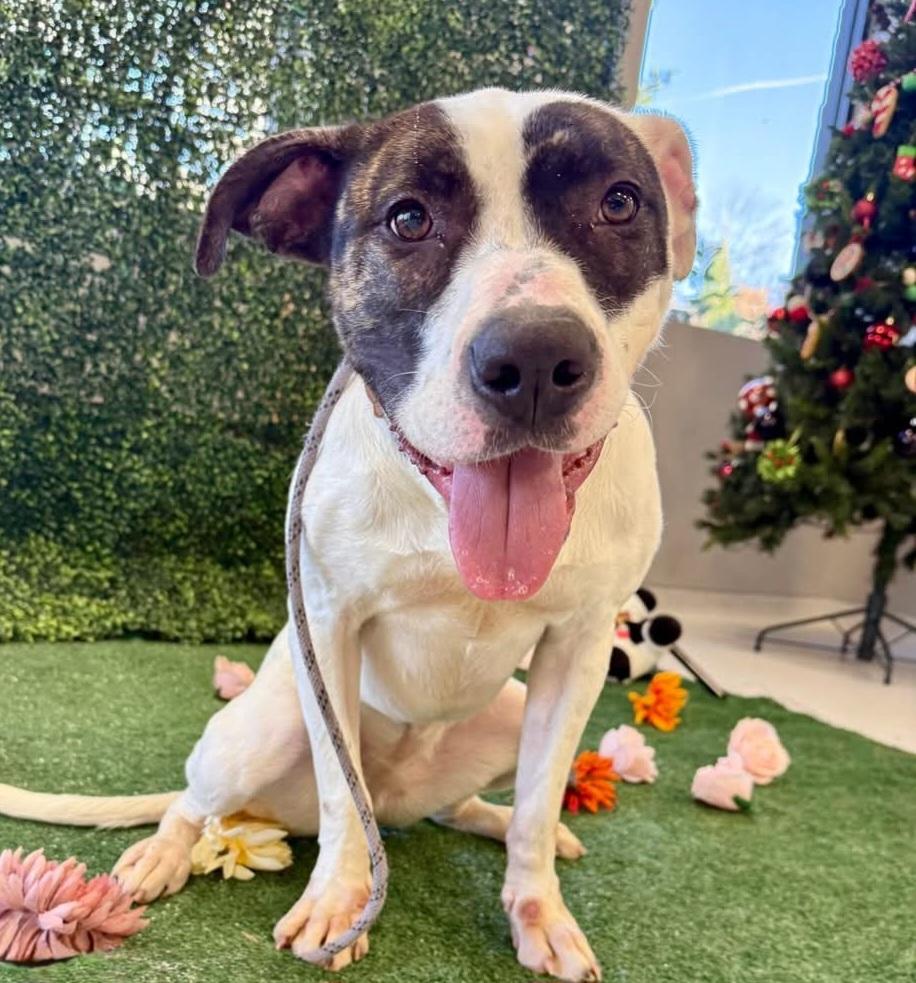 Enlarge Chapman, a Adoptable American Bulldog in Roswell, GA image 1/3