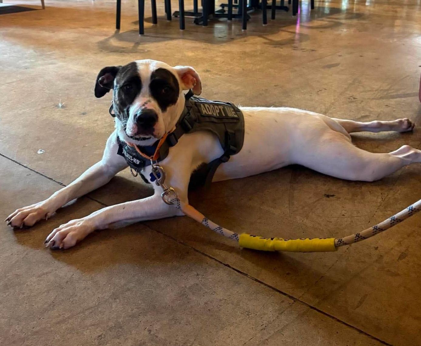 Enlarge Chapman, a Adoptable American Bulldog in Roswell, GA image 3/6