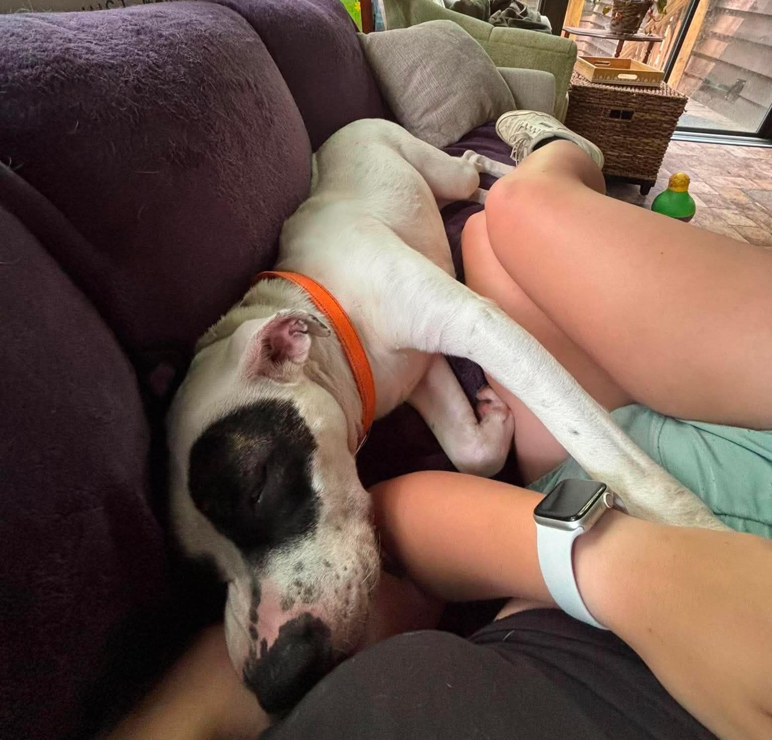 Enlarge Chapman, a Adoptable American Bulldog in Roswell, GA image 5/6