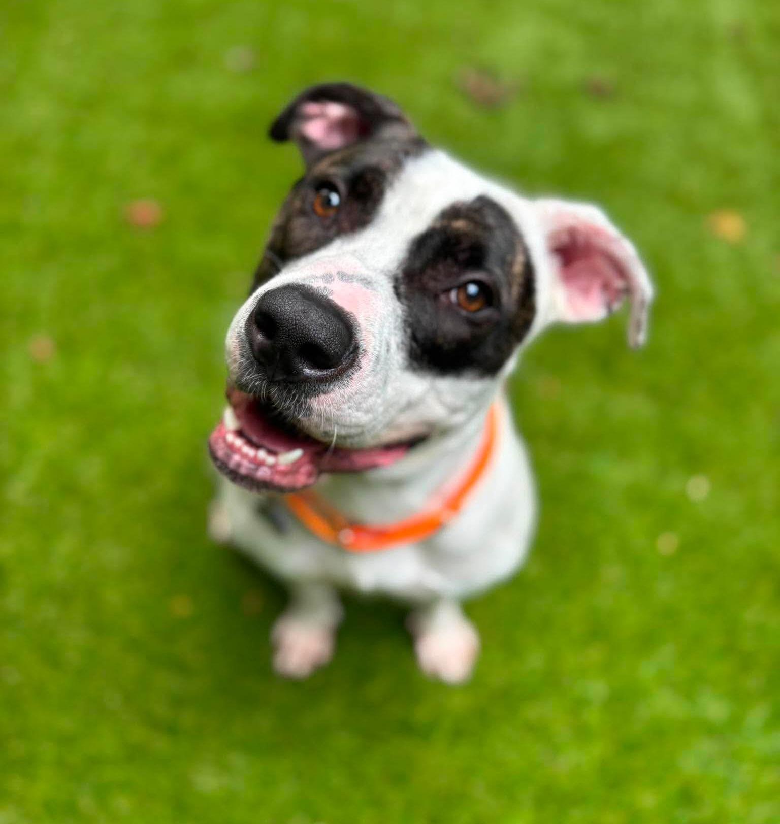Chapman, Adoptable, Adult Female American Bulldog.
