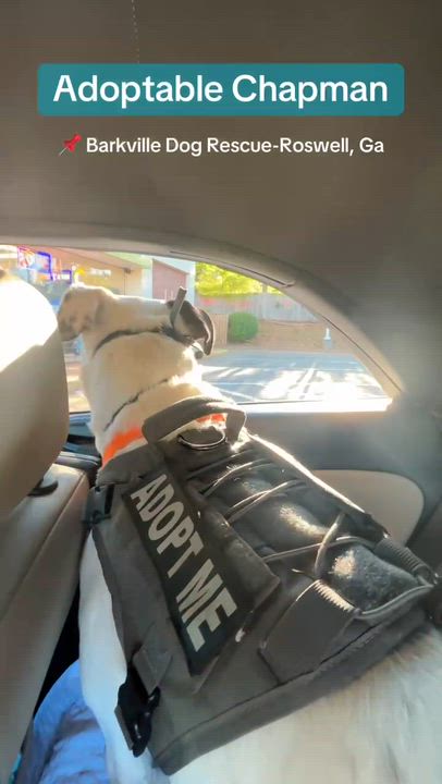Enlarge Chapman, a Adoptable American Bulldog in Roswell, GA video 6/6