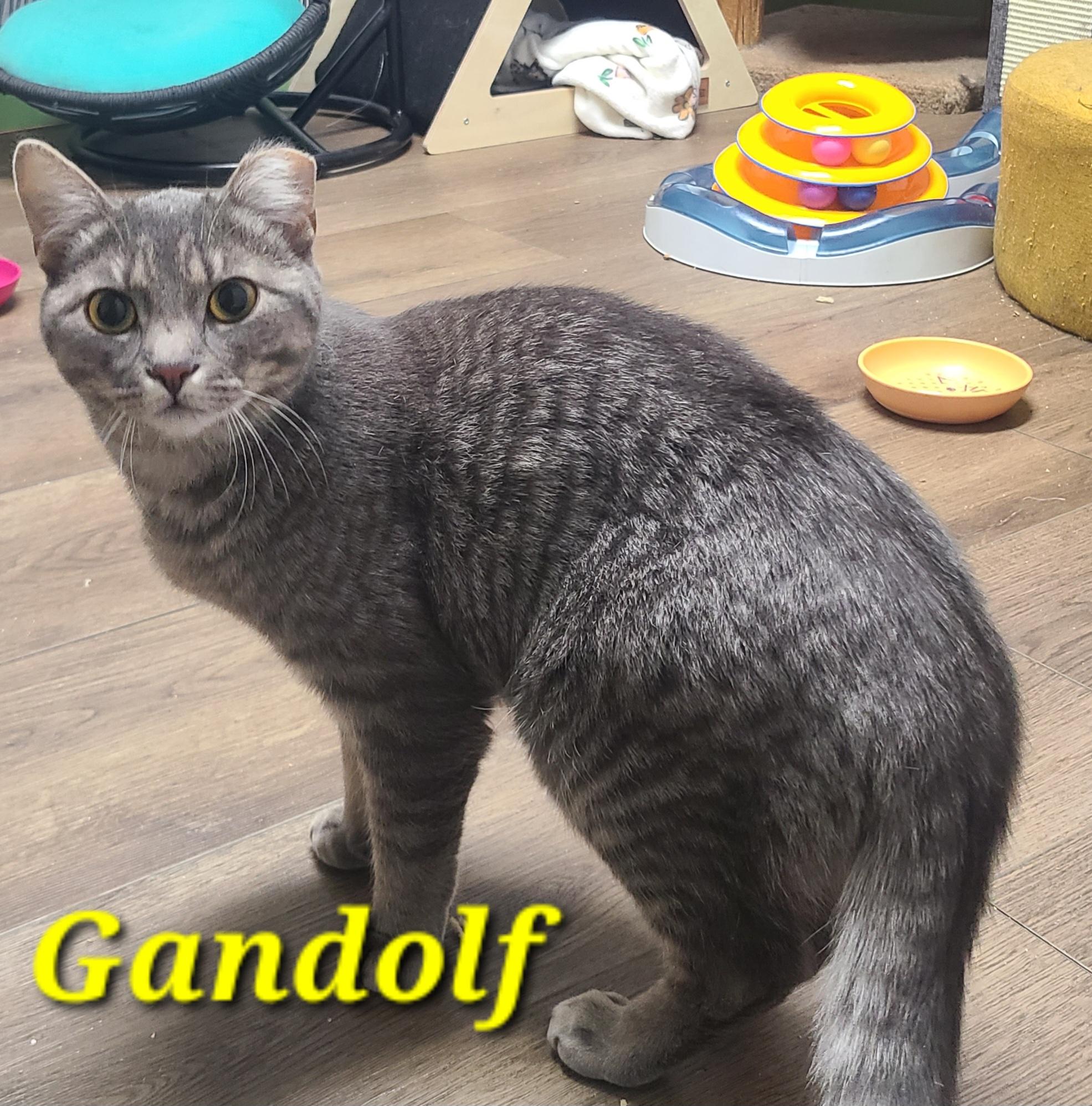 Enlarge Gandolf, a ADOPTABLE Domestic Short Hair in Orleans, VT image 1/1