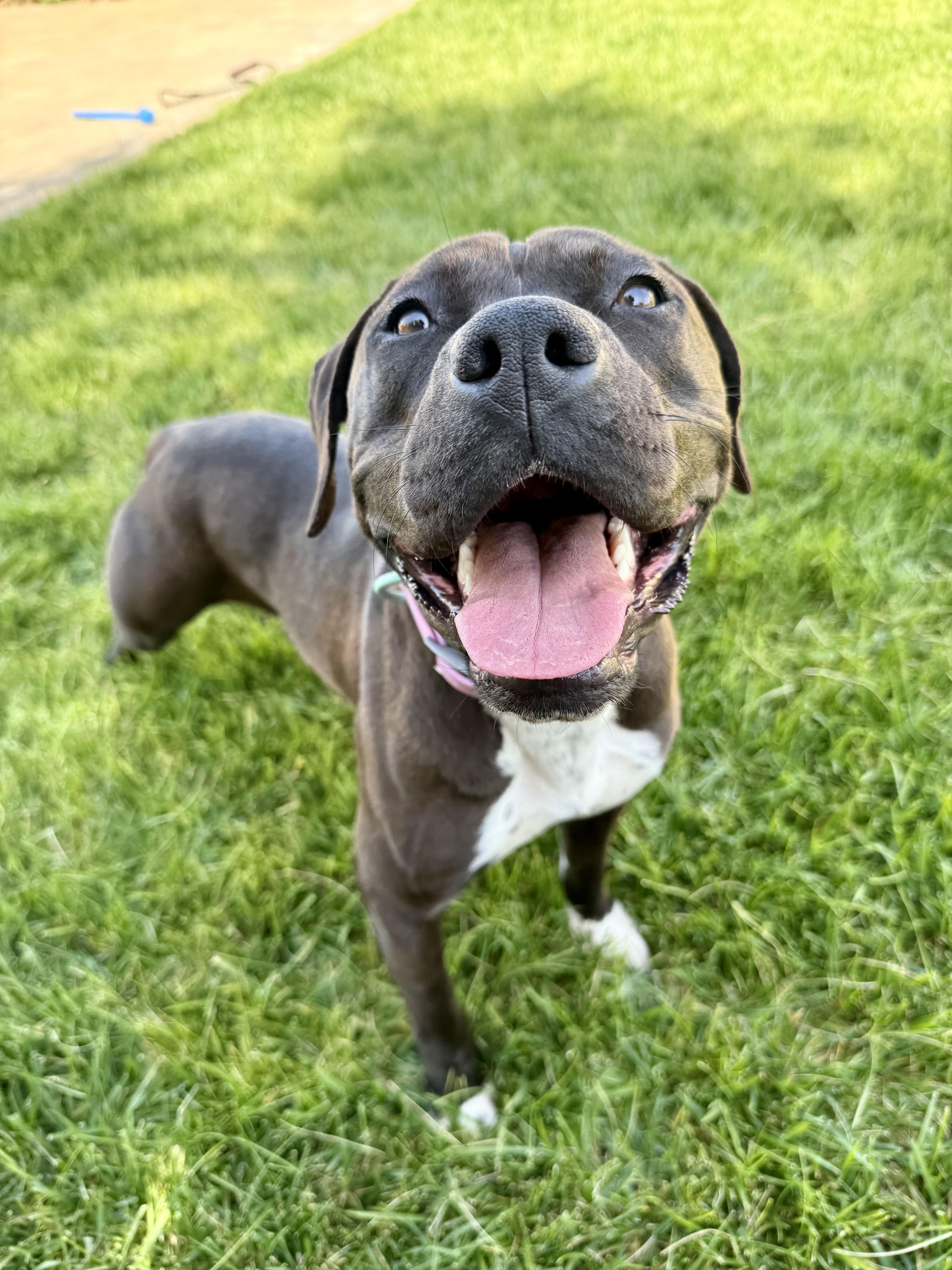 Cindy, ADOPTABLE, Young Female American Staffordshire Terrier.