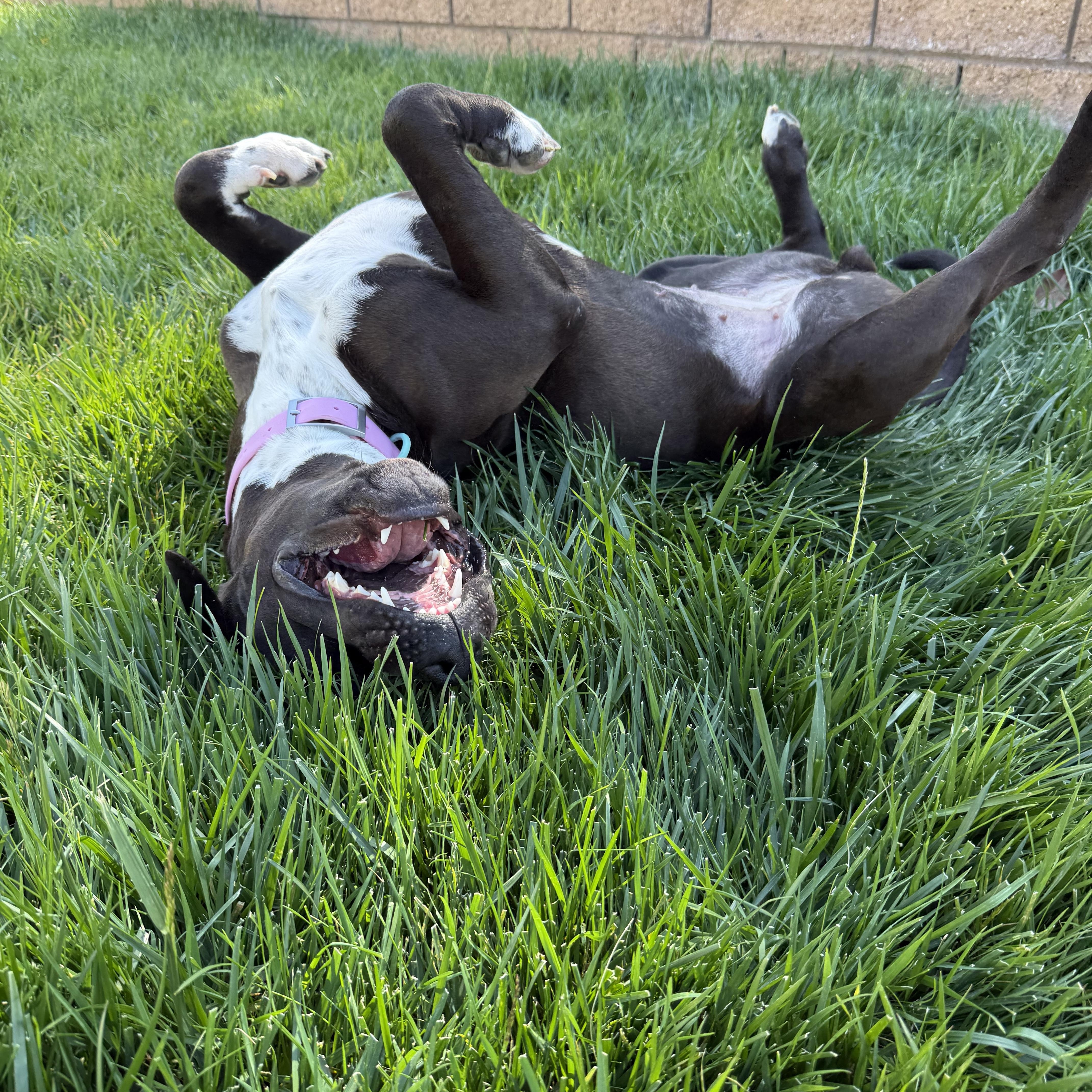 Enlarge Cindy, a ADOPTABLE mixed breed in Lacey, WA image 2/6