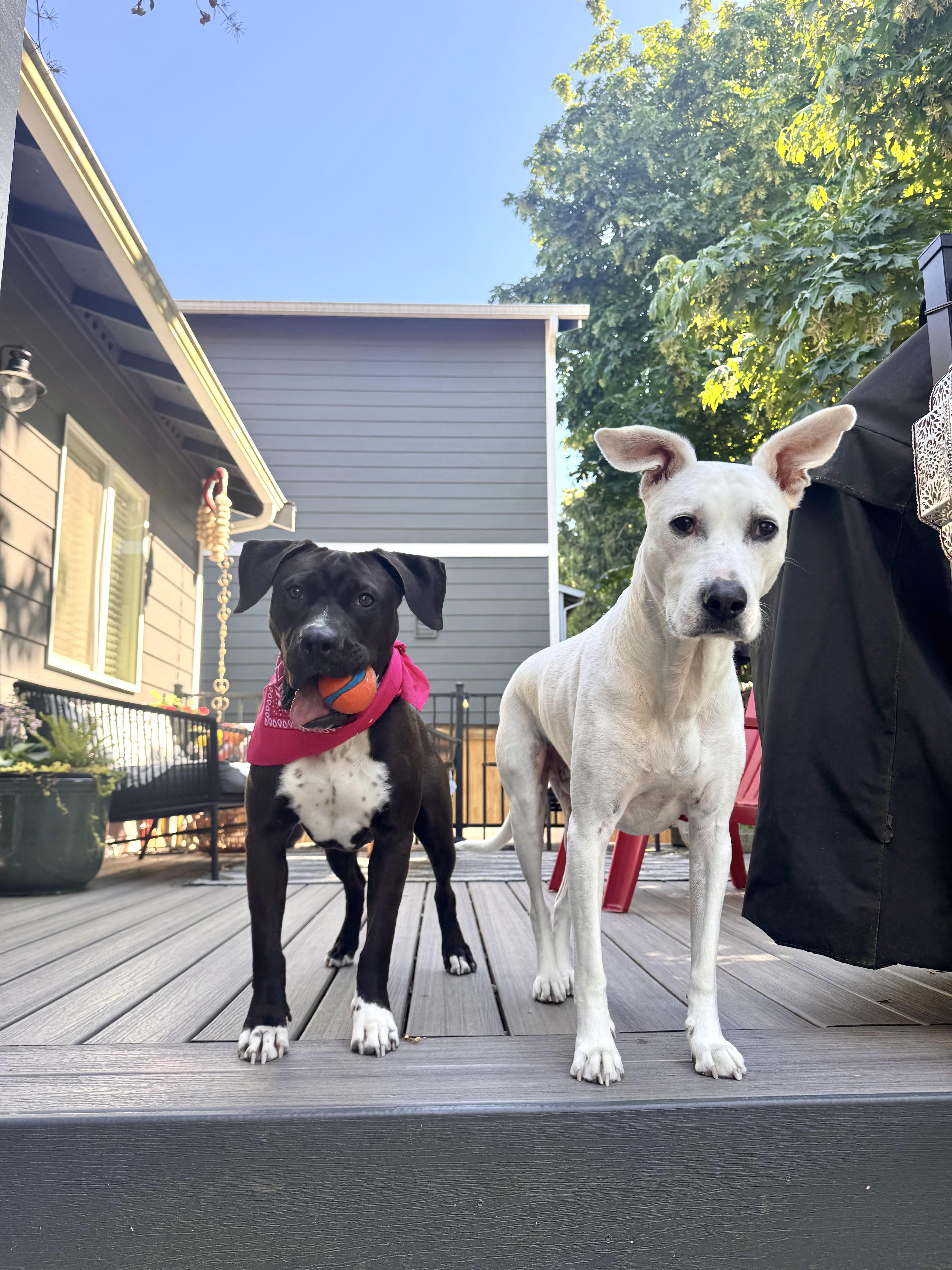 Enlarge Cindy, a ADOPTABLE mixed breed in Lacey, WA image 3/6