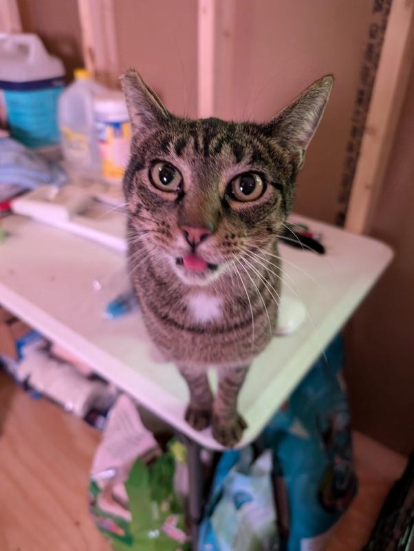 Enlarge Fern, a Adoptable Domestic Short Hair in Howard, PA image 1/2