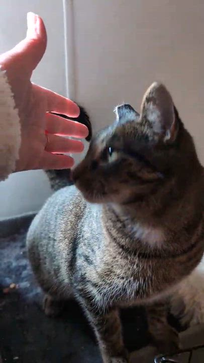 Enlarge Fern, a Adoptable Domestic Short Hair in Howard, PA video 2/2