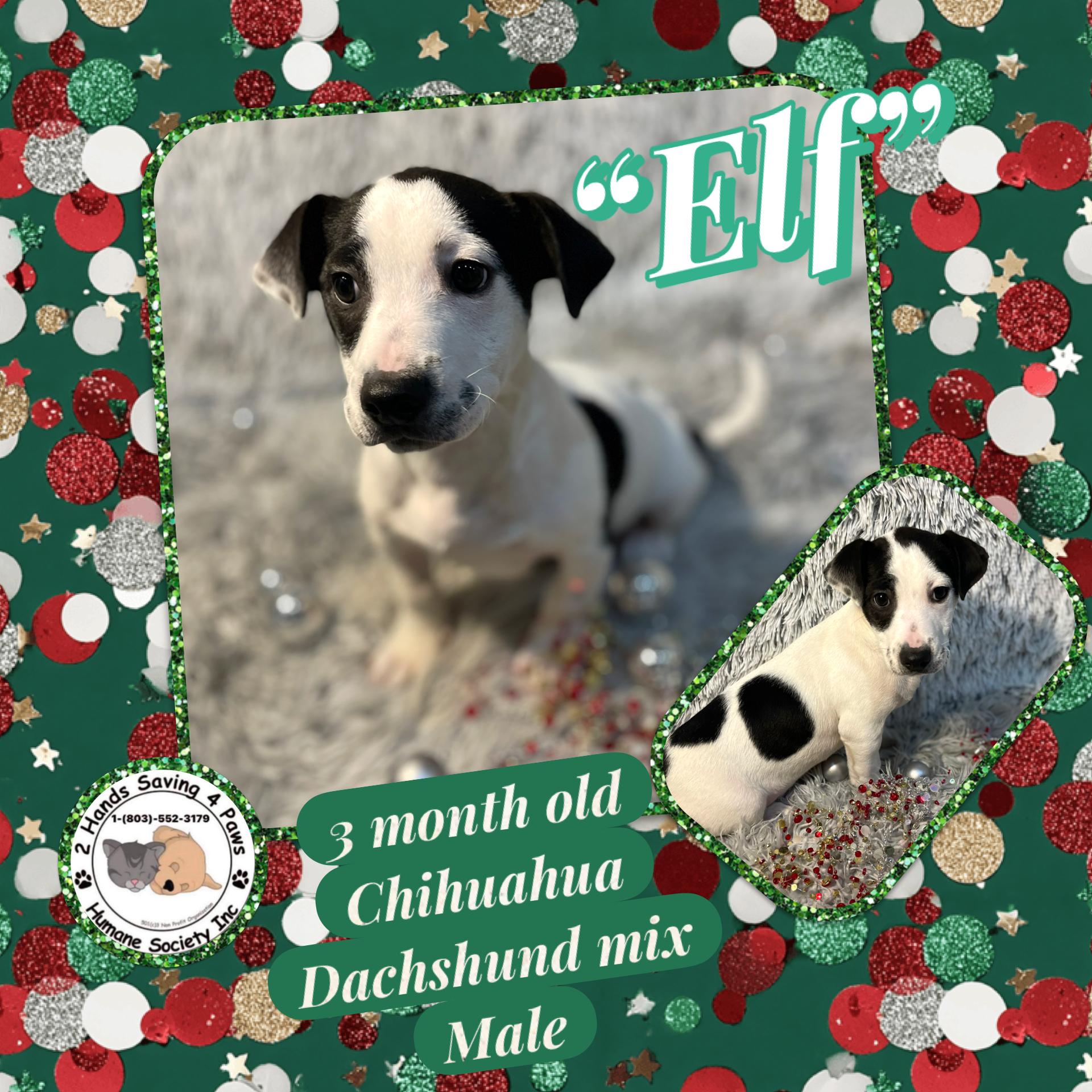 Elf, Adoptable, Puppy Male Chihuahua & Dachshund.