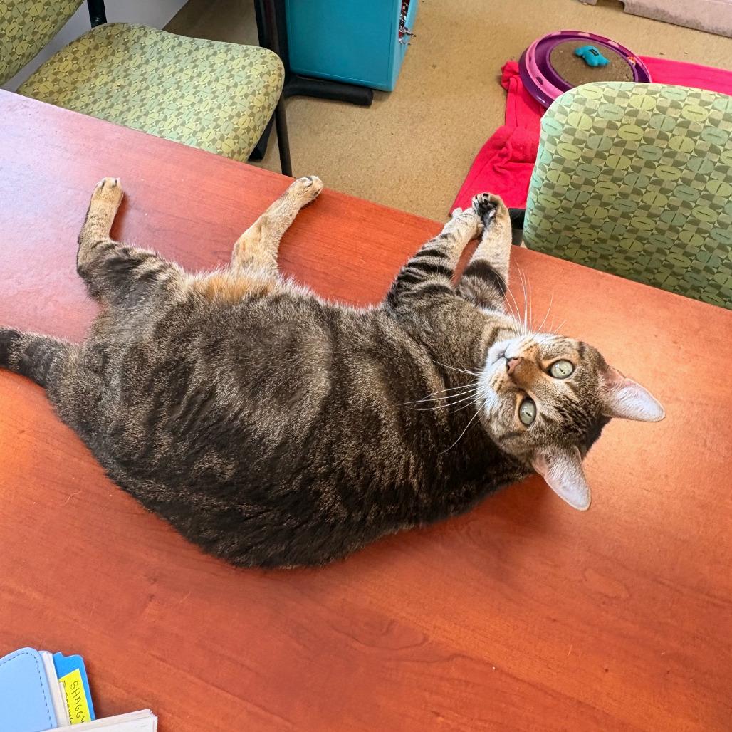 Peek a Boo, Adoptable, Senior Female Domestic Short Hair.