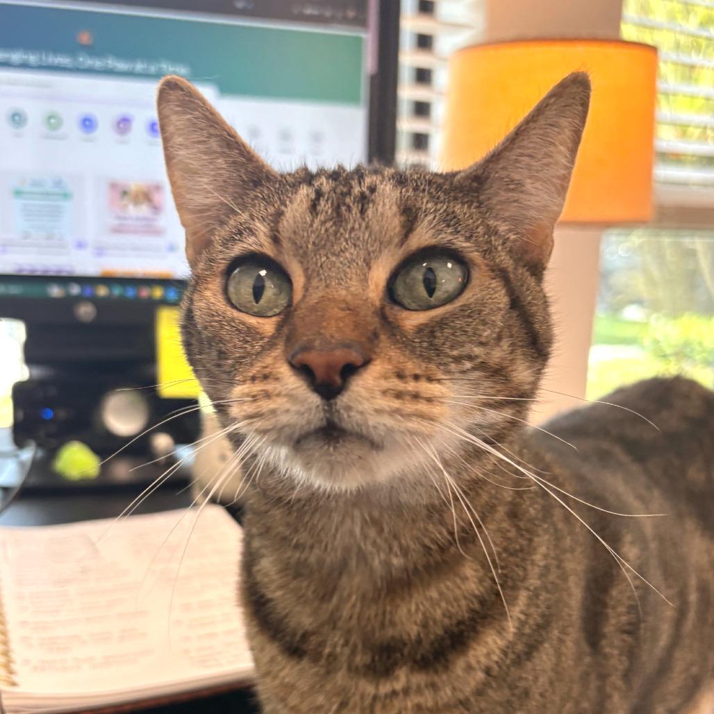Enlarge Peek a Boo, a Adoptable Domestic Short Hair in West Palm Beach, FL image 2/4