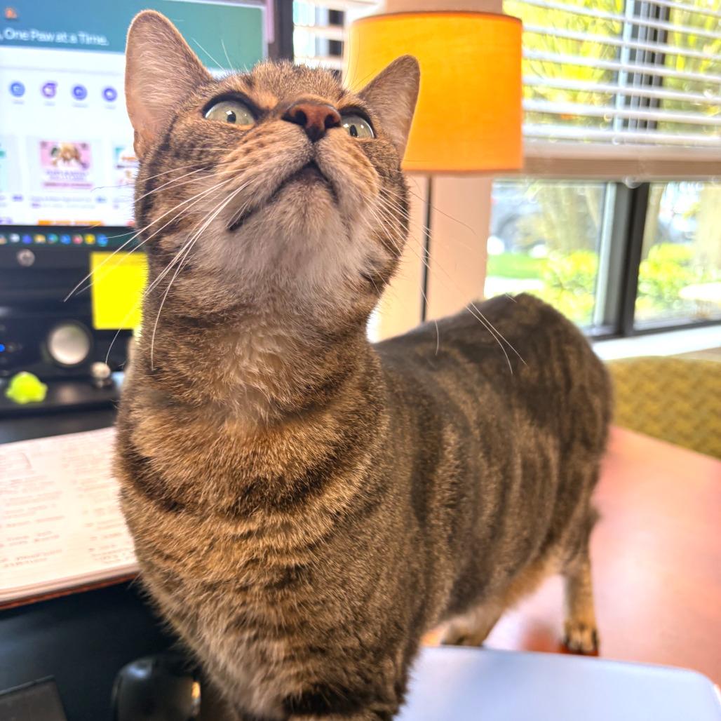 Enlarge Peek a Boo, a Adoptable Domestic Short Hair in West Palm Beach, FL image 3/4