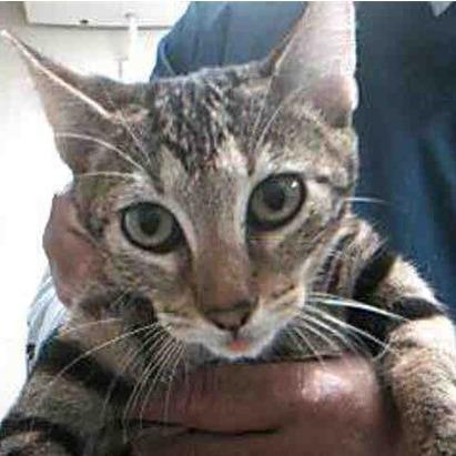 Enlarge Peek a Boo, a Adoptable Domestic Short Hair in West Palm Beach, FL image 4/4