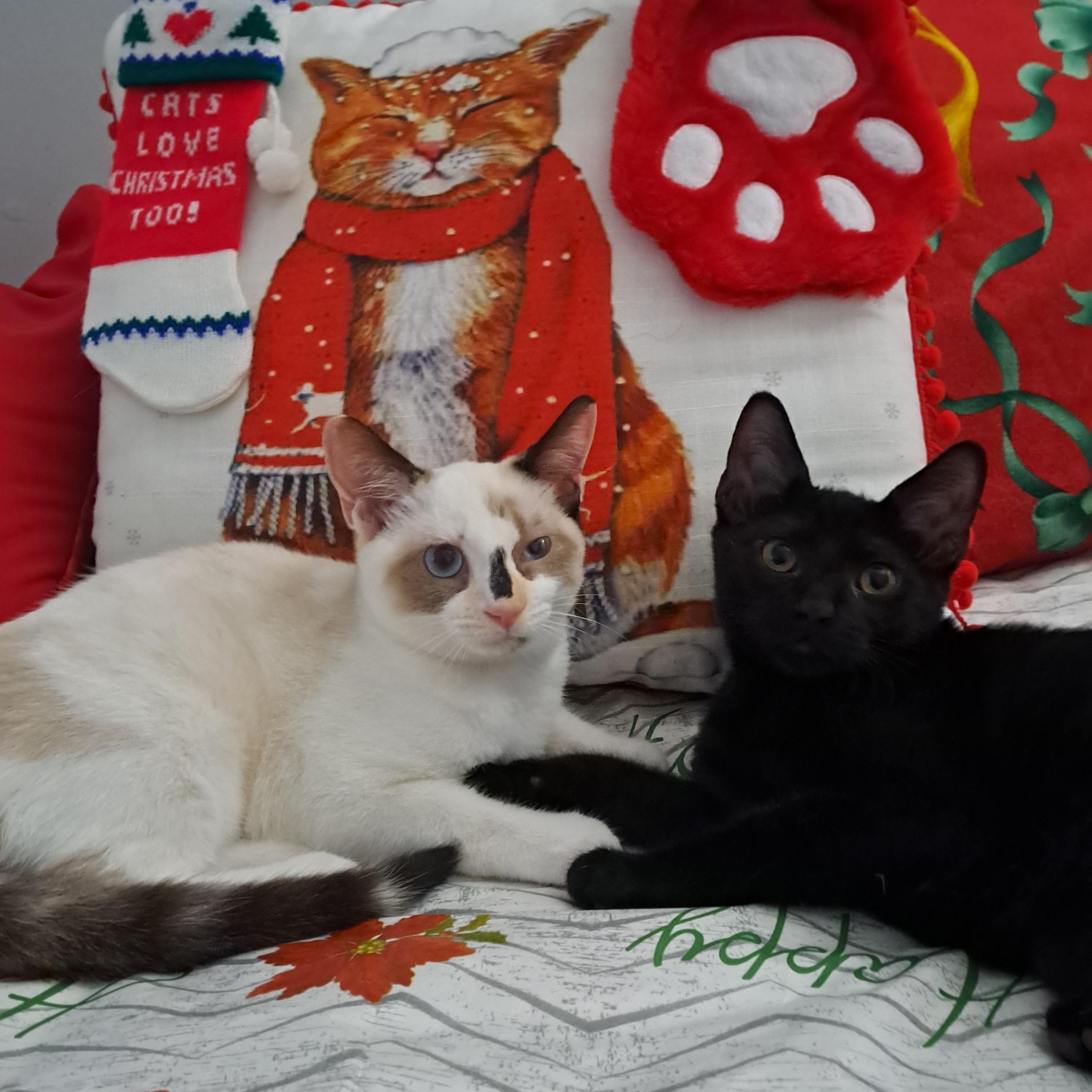 Vanilla Bean & Ophelia